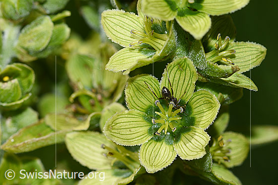 Foto: Weisser Germer (Veratrum album ssp. lobelianum). Blüten.