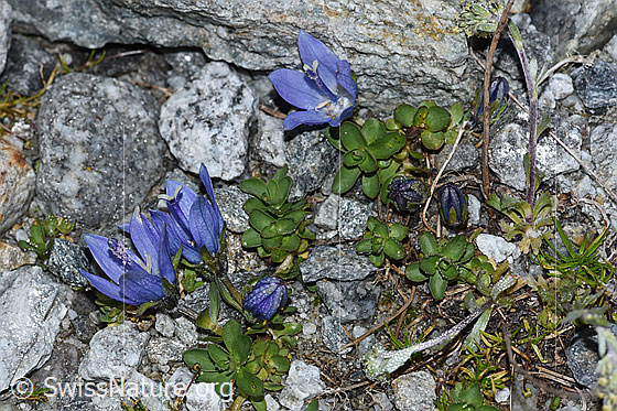 Foto: Mont Cenis-Glockenblume (Campanula cenisia). Ganze Pflanze (Habitus).