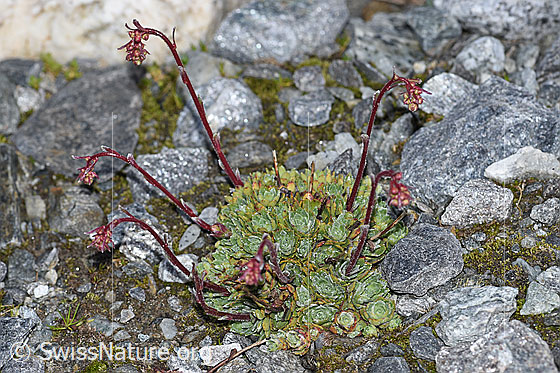 Foto: Trauben-Steinbrech (Saxifraga paniculata). Ganze Pflanze (Habitus).