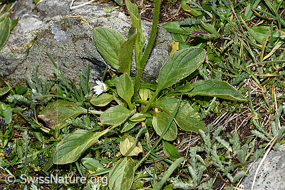 Foto: Clusius Gämswurz (Doronicum clusii). Blätter und Stängel.