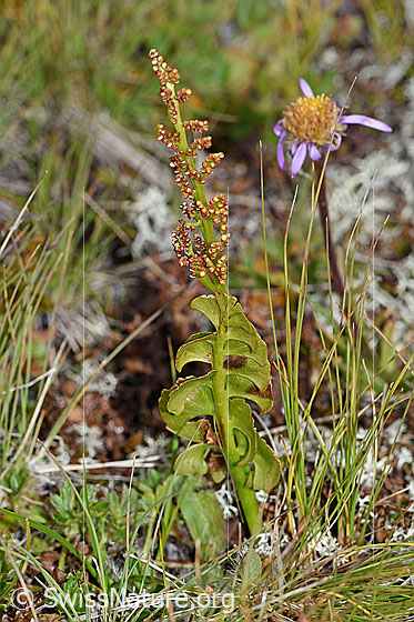 Foto: Echte Mondraute (Botrychium lunaria). Ganze Pflanze (Habitus).