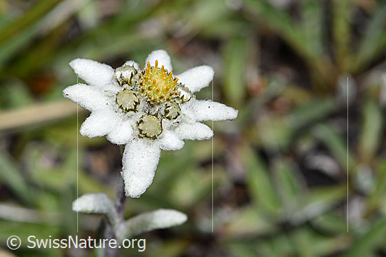 Foto: Edelweiss (Leontopodium alpinum). Blüte.