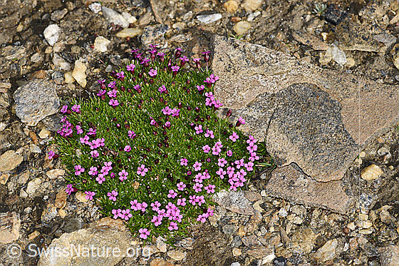 Foto: Kalk-Polsternelke (Silene acaulis). Blühendes Pflanzenpolster.