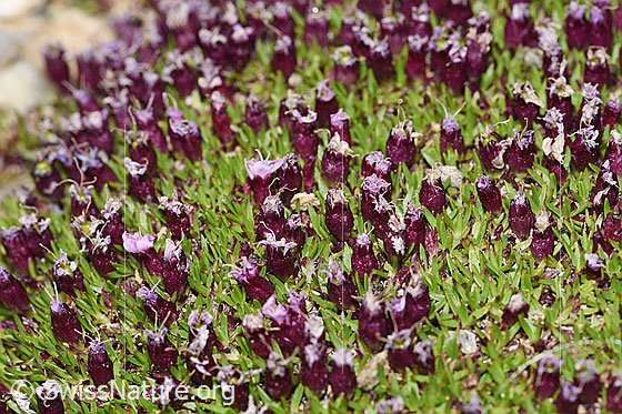 Foto: Kalk-Polsternelke (Silene acaulis). Fast verblühte Blüten.