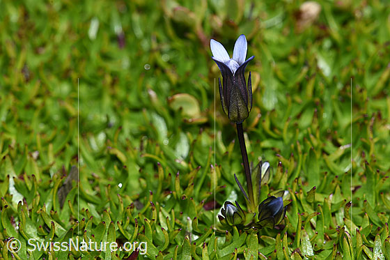 Foto: Zarter Enzian (Gentiana tenella). Ganze Pflanze (Habitus).