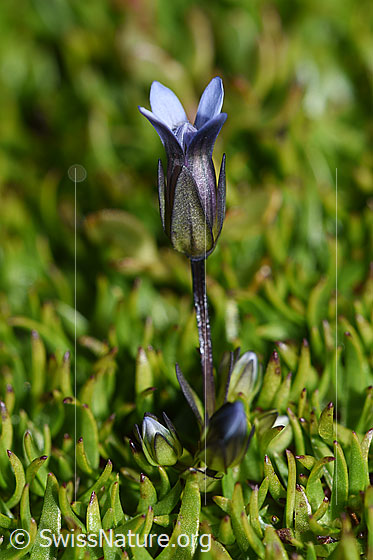 Foto: Zarter Enzian (Gentiana tenella). Ganze Pflanze (Habitus).