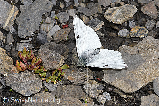 Foto: Alpenweissling (Pontia callidice). Flügel geöffnet. Ansicht von schräg oben.