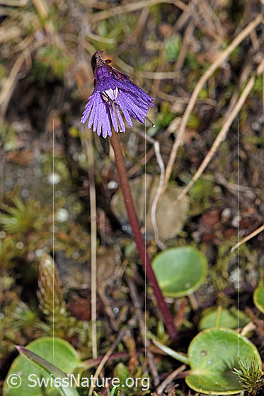 Foto: Grosses Alpenglöckchen (Soldanella alpina). 