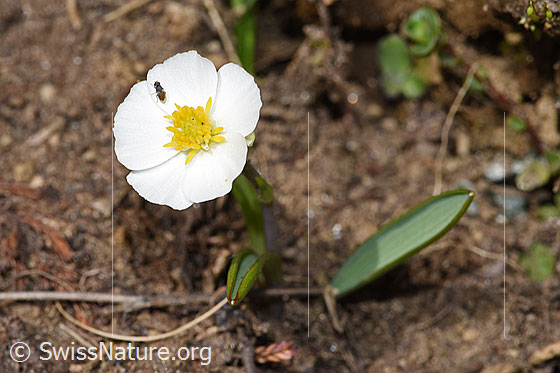 Foto: Pyrenäen-Hahnenfuss (Ranunculus kuepferi). Blüte.