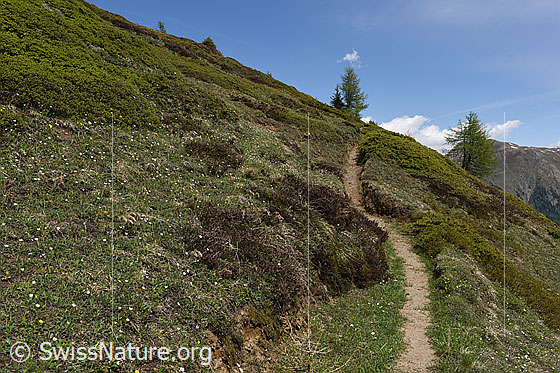 Foto: Impression aus Lebensraum Zwergstrauchheide (Nr. 74).