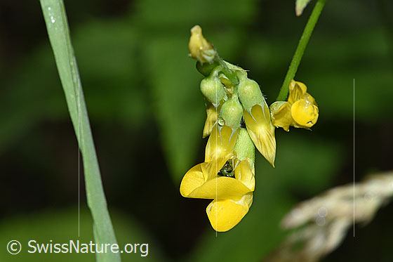 Foto: Wiesen-Platterbse (Lathyrus pratensis). Blüten.