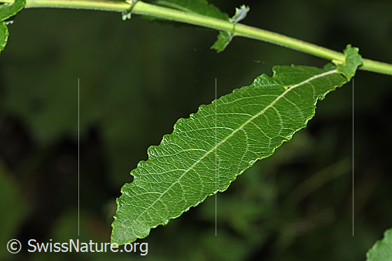 Foto: Grau-Weide (Salix cinerea). Blatt.
