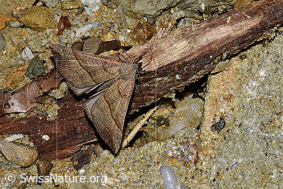 Foto: Wahrscheinlich Nessel-Schnabeleule (Hypena proboscidalis). Flügel geöffnet. Ansicht von oben.