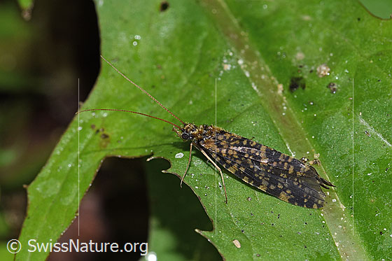 Foto: Köcherfliege (Trichoptera). Ansicht von der Seite.