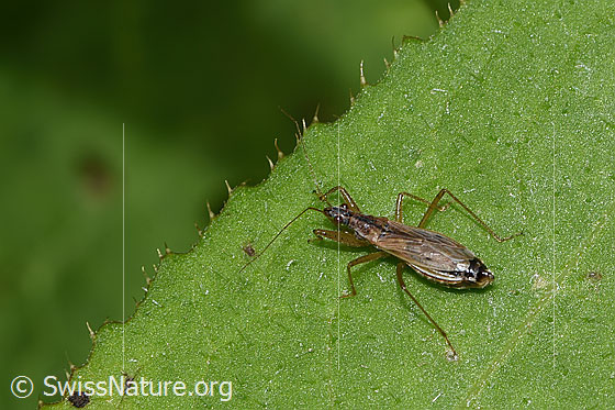 Foto: Rotbraune Sichelwanze (Nabis rugosus). Länge 6 - 7.8mm. Ansicht von schräg oben.