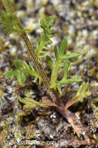 Foto: Moschus-Schafgarbe (Achillea erba-rotta ssp. moschata). Stängel und Blätter.