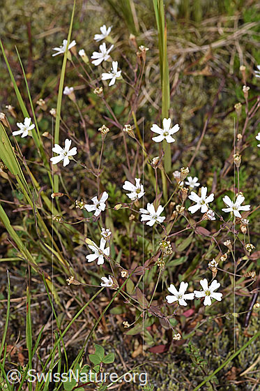 Foto: Felsen-Leimkraut (Silene rupestris). Ganze Pflanze (Habitus).