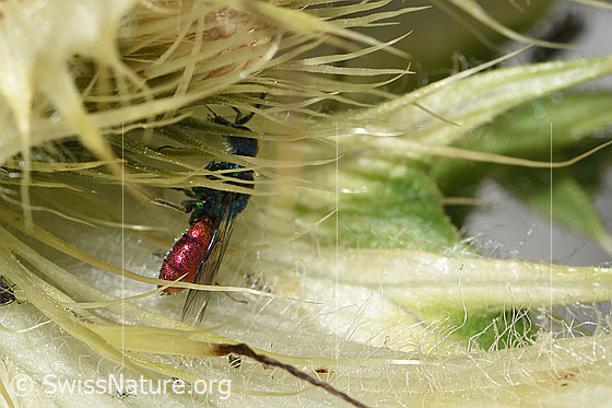 Foto: Wahrscheinlich Chrysis ruddii (Goldwespe aus der Chrysis Ignita-Gruppe) auf Alpen-Kratzdistel (Cirsium spinosissimum). Länge 7 - 10mm. Männchen. Ansicht von der Seite.
