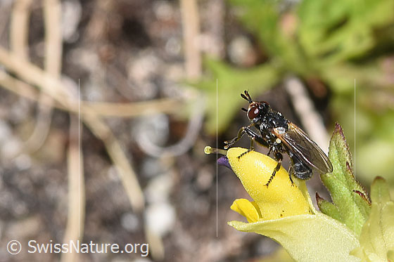 Foto: Wahrscheinlich Thecophora atra (Dickkopffliege) auf Schmalblättrigem Klappertopf (Rhinanthus glacialis). Länge 5mm. Ansicht von der Seite.