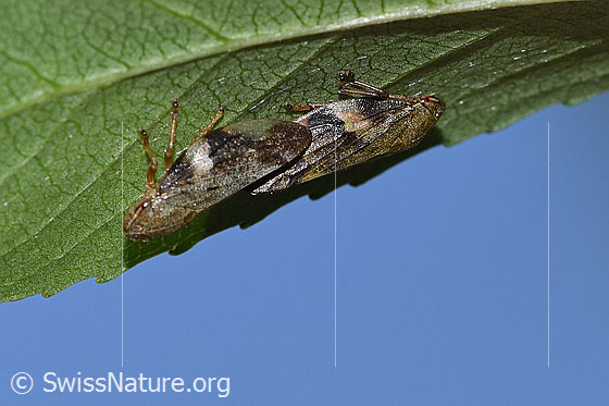 Foto: Erlenschaumzikade (Aphrophora alni). Paarung. Ansicht von der Seite.