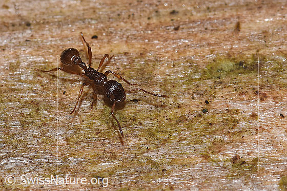 Foto: Wahrscheinlich Waldknotenameise (Myrmica ruginodis). Länge 4mm. Ansicht von vorne oben.