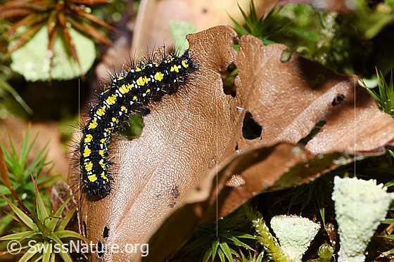 Foto: Raupe des Schönbär (Callimorpha dominula) auf einem Laubblatt. Ansicht von oben.