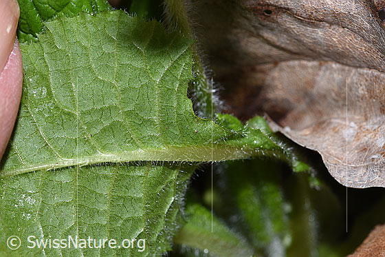 Foto: Wald-Schlüsselblume (Primula elatior). Blattunterseite.