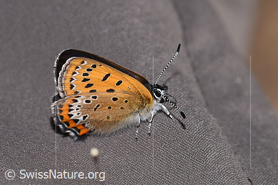 Foto: Blauschillernder Feuerfalter (Lycaena helle). Flügel geschlossen. Ansicht von seitlich oben.