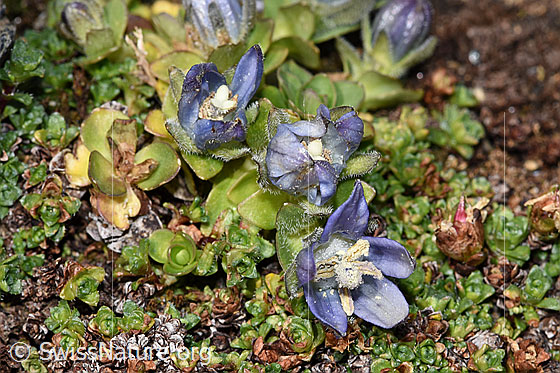 Foto: Mont Cenis-Glockenblume (Campanula cenisia). Ganze Pflanze (Habitus). Höhe: 15mm.