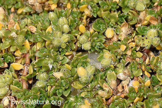Foto: Alpen-Bruchkraut (Herniaria alpina). Blüten und Blätter.