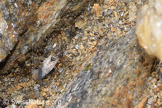 Nysius cymoides (Bodenwanze)