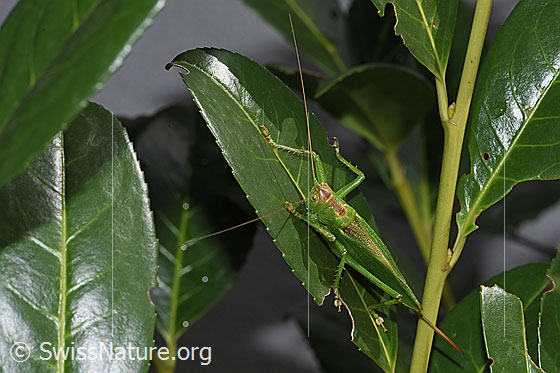 Zwitscherschrecke (Tettigonia cantans)