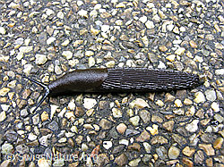 C028231: Rote Wegschnecke oder Schwarze Wegschnecke