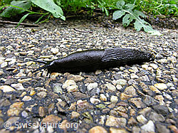 C028235: Rote Wegschnecke oder Schwarze Wegschnecke