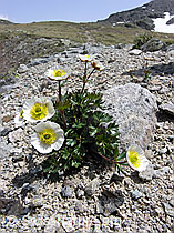 C038760: Gletscher-Hahnenfuss (Ranunculus glacialis)