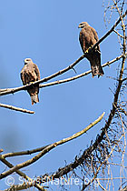 Foto: Rohrweihen