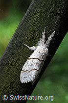 Foto: Buchen-Streckfuss (Calliteara pudibunda)