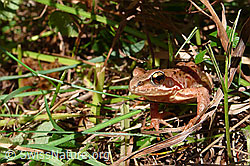 Grasfrosch (Rana temporaria). (05.09.2009, C053016)