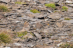 Foto: Mornellregenpfeifer (Eudromias morinellus) gut getarnt auf steinigem Boden sitzend