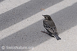 Foto: Bachstelze (Motacilla alba)