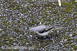 Foto: Bergstelze (Motacilla cinerea)