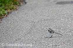 Foto: Bachstelze (Motacilla alba) auf Strasse
