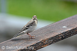 Foto: Junge Bachstelze (Motacilla alba)