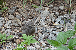 Jungvogel: Hausrotschwanz (C104575) Jungvogel: Hausrotschwanz (C104575)