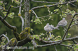 Foto: Zwei Türkentauben (Streptopelia decaocto) auf Apfelbaum