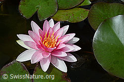 Foto: Wundervoll geöffnete Blüte einer Seerose