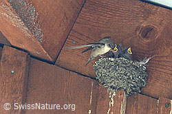Foto: Felsenschwalbe (Ptyonoprogne rupestris)