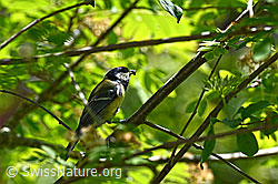 Foto: Kohlmeise (Parus major) mit Nahrung im Schnabel