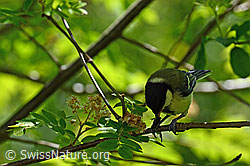 Foto: Kohlmeise (Parus major) mit Insekten im Schnabel