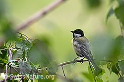 Foto: Auf dünnem Ast sitzende Kohlmeise (Parus major)